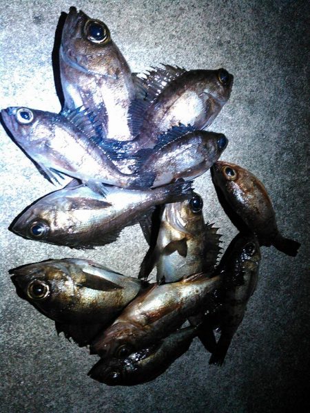 レガーメ　牙突